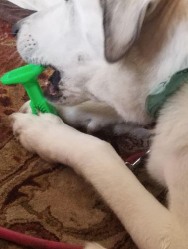 brushee dog cleaning brush