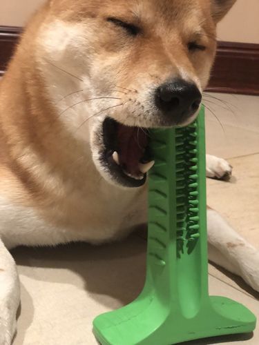 brushee dog cleaning brush