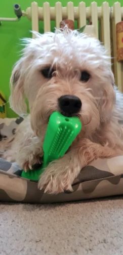 brushee dog cleaning brush