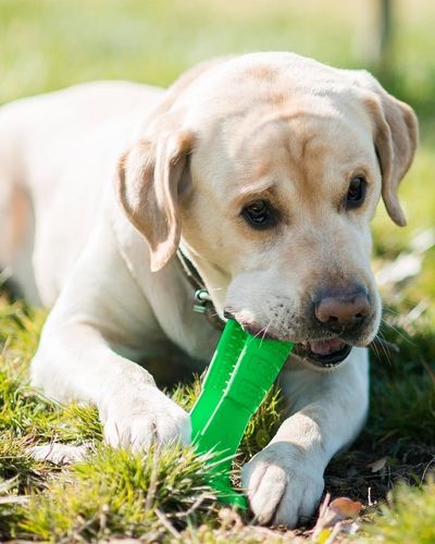 brushee dog cleaning brush