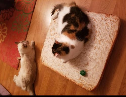 toast cat bed