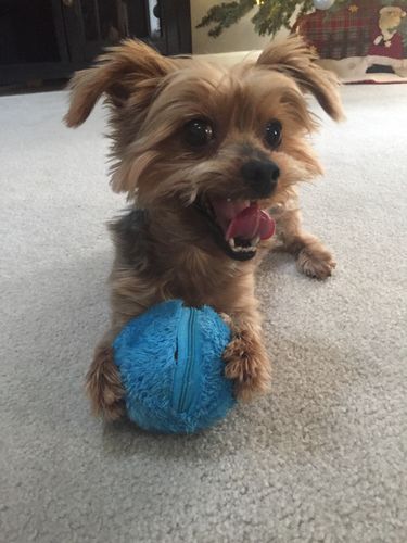 magic roller ball toy review