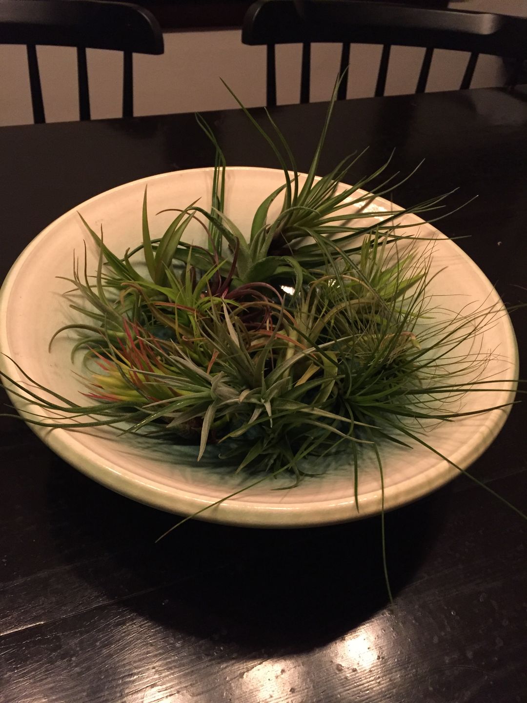 Customer photo review of 10 Pack Premium Air Plants Mix  *Cannot Be Shipped Internationally*