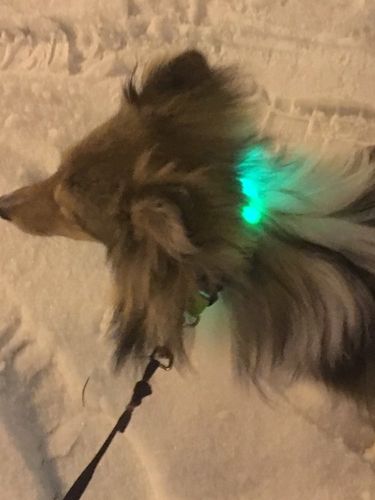 goodbarks dental stick