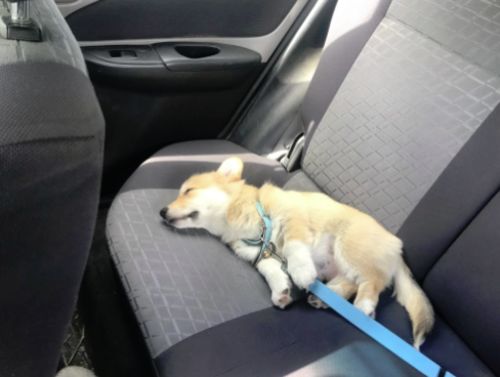 goodbarks dental stick