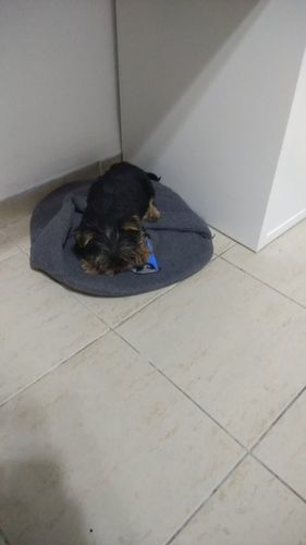 goodbarks dental stick