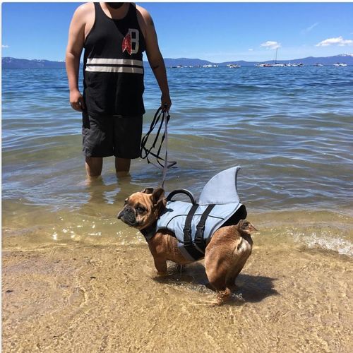 frenchie shark life jacket