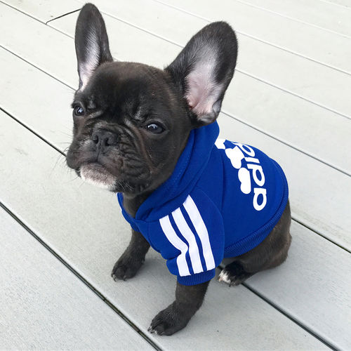 adidog tracksuit