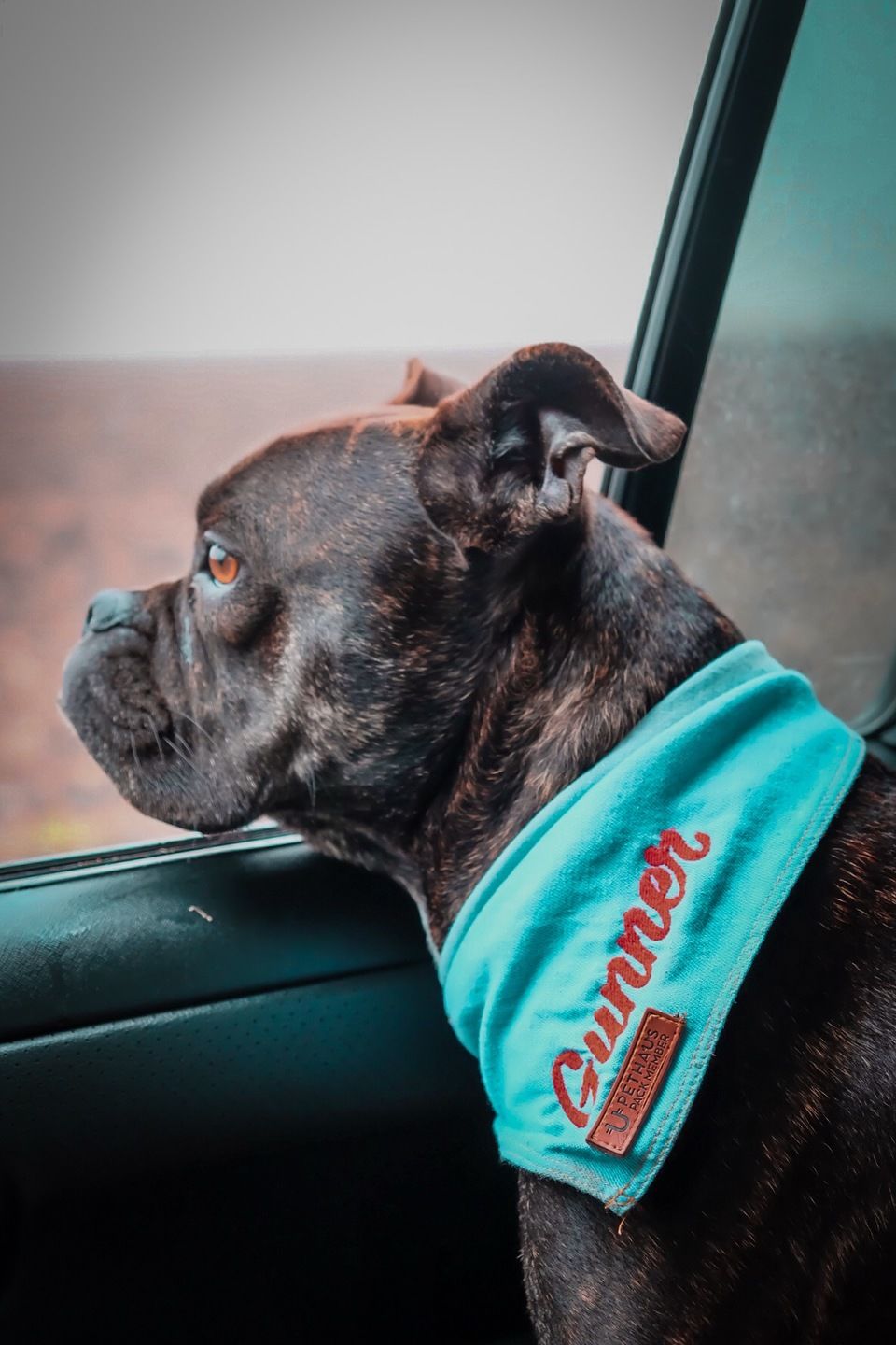 Customer photo review of Custom Text Denim Dog Bandana