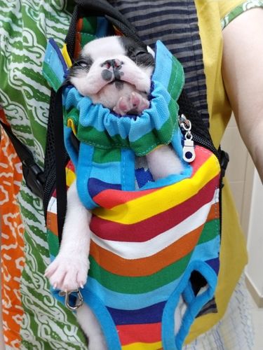 frenchie front carrier