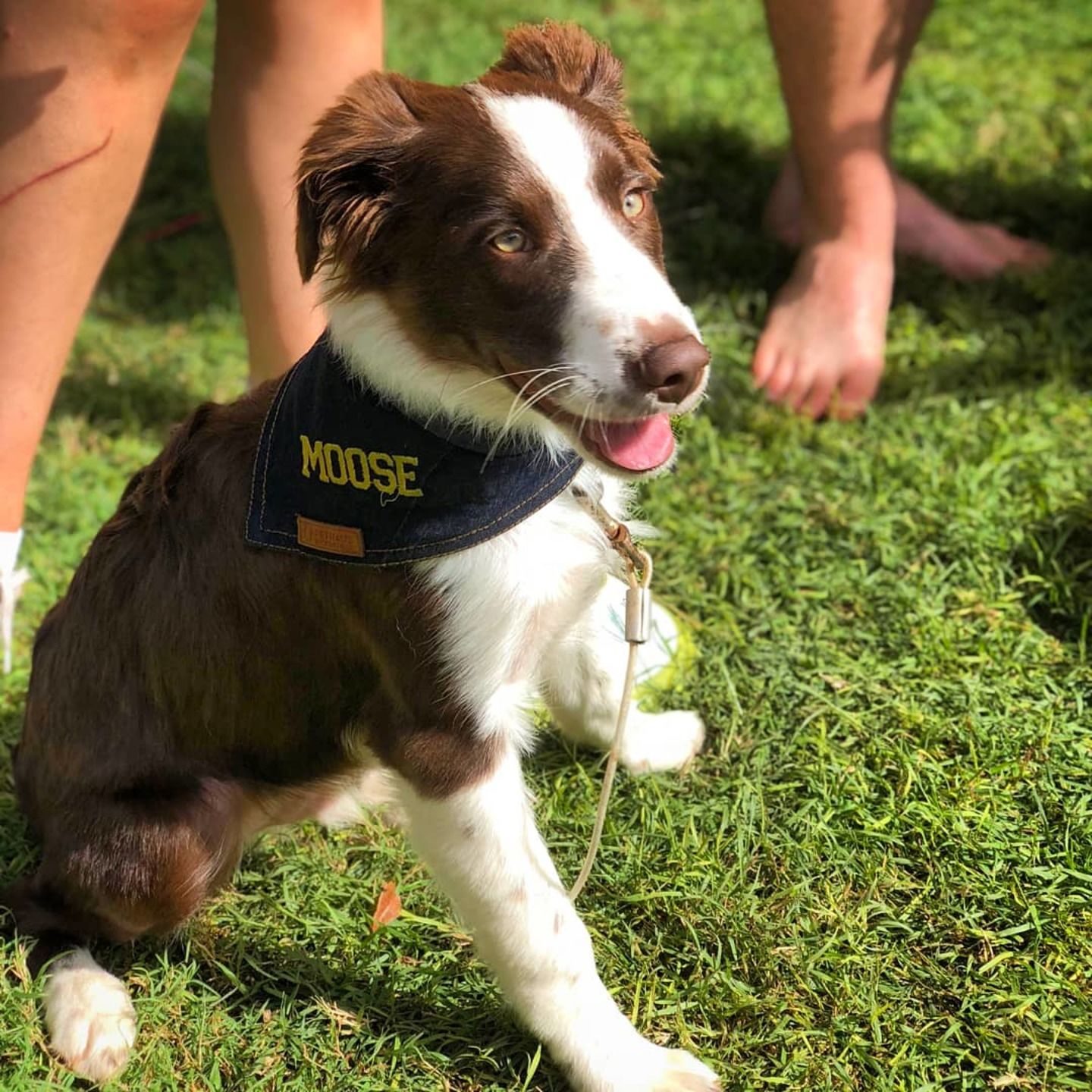 Customer photo review of Custom Text Denim Dog Bandana
