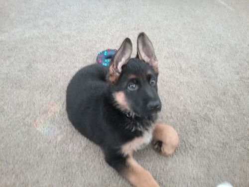 german shepherd fleece jacket