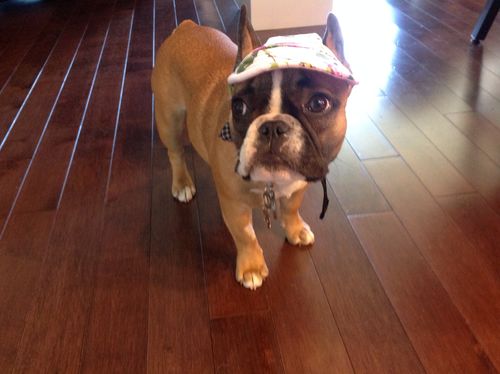 frenchie dog hats