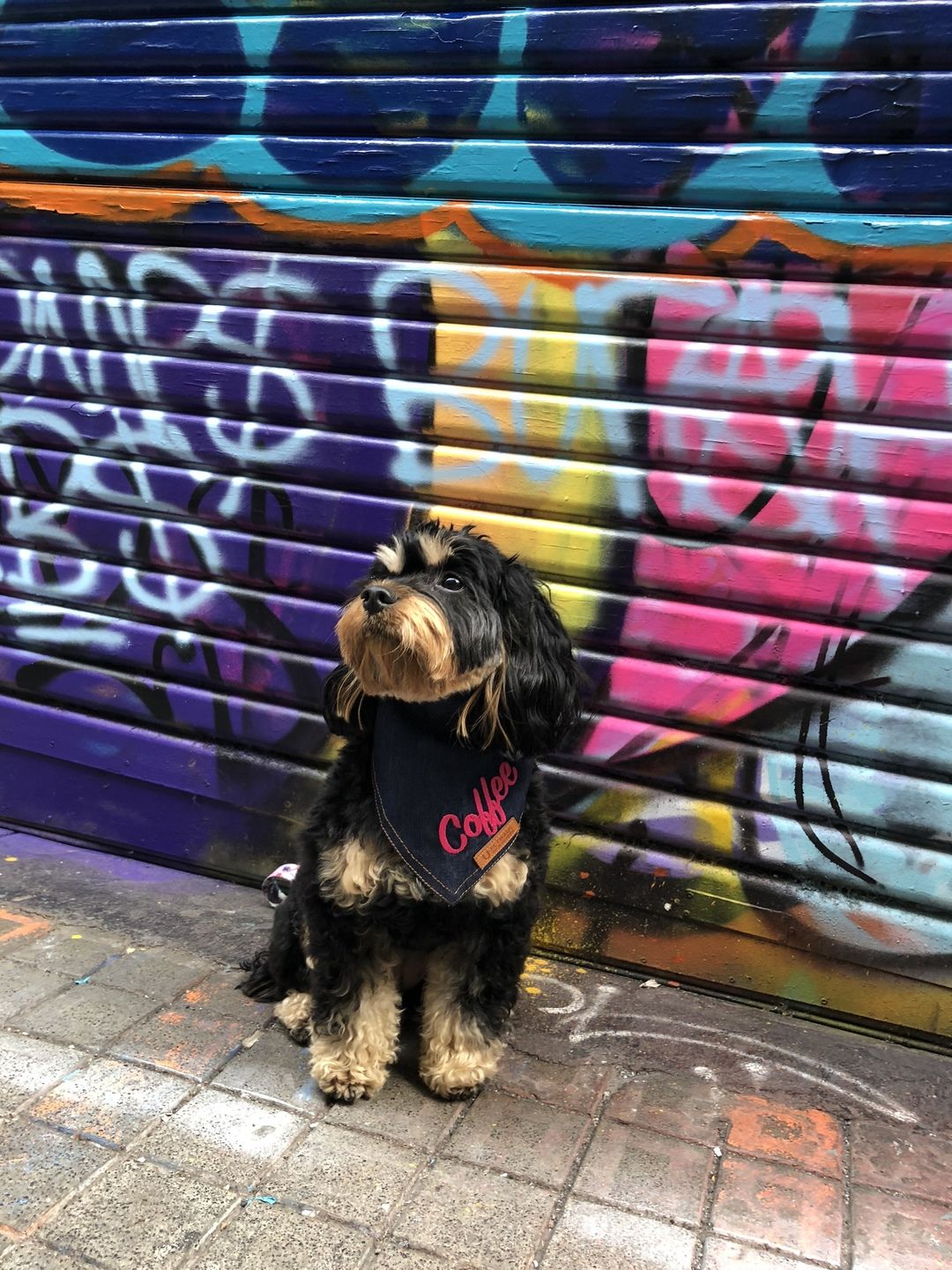 Customer photo review of Custom Text Denim Dog Bandana