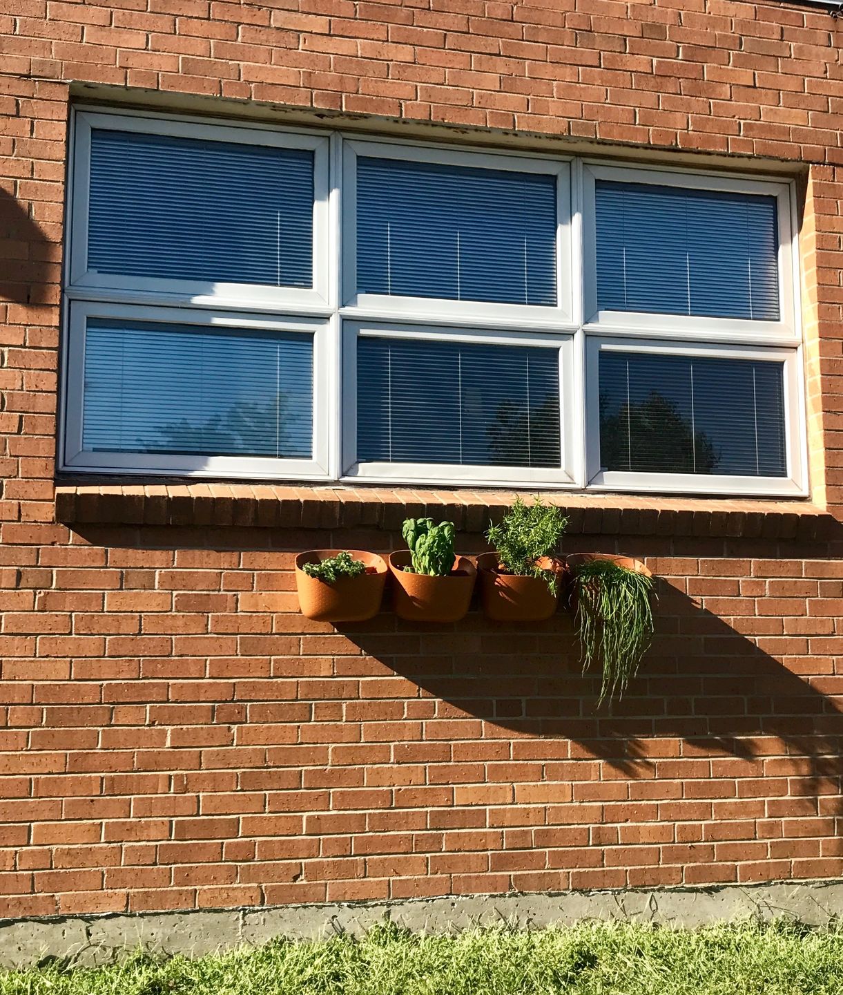 Customer photo review of Wally Eco Terracotta Wall Planter