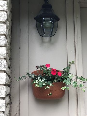 Customer photo review of Wally Eco Terracotta Wall Planter