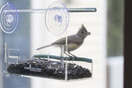 Best Window Bird Feeder Reviews