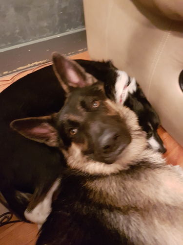 german shepherd fleece jacket