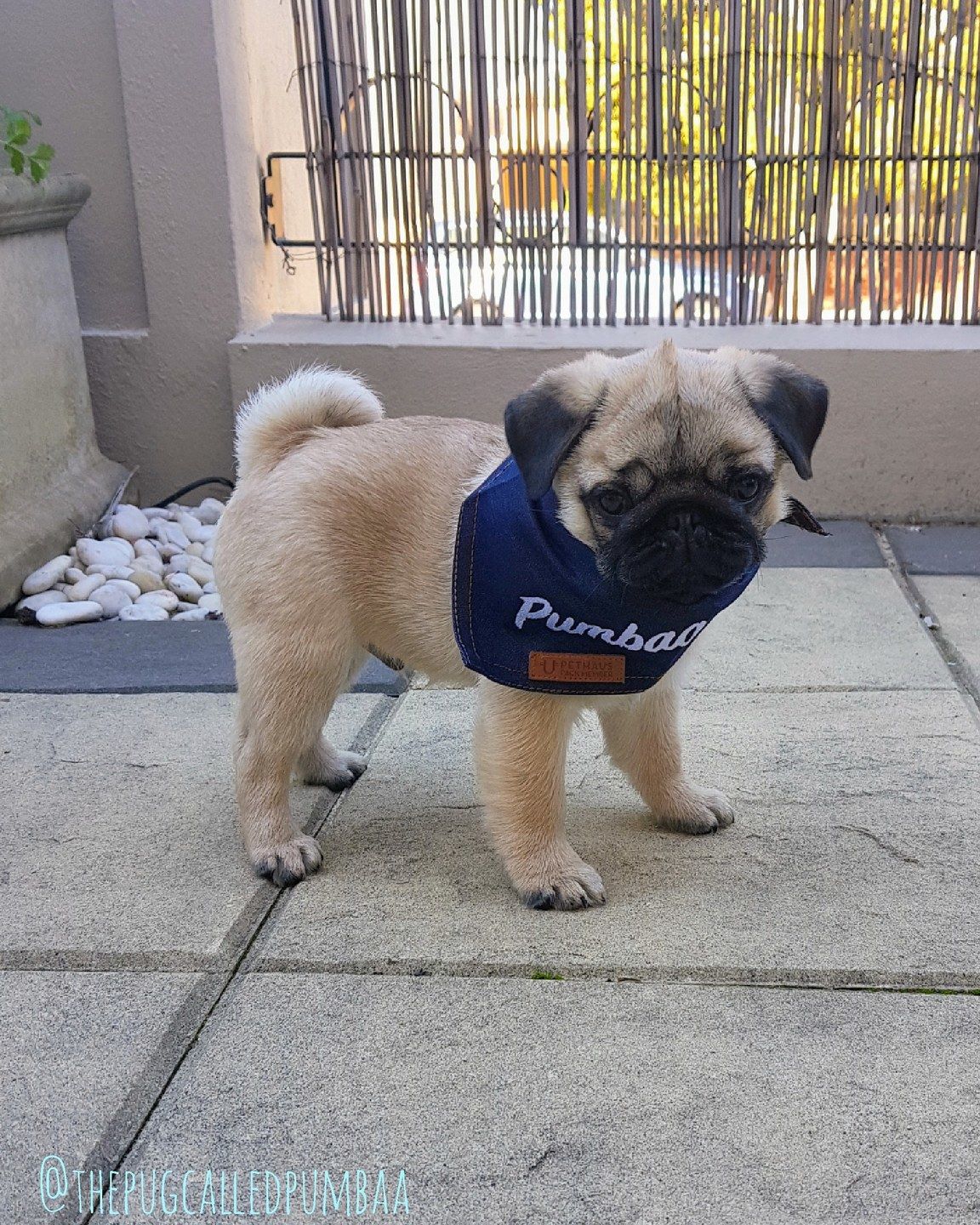 Customer photo review of Custom Text Denim Dog Bandana