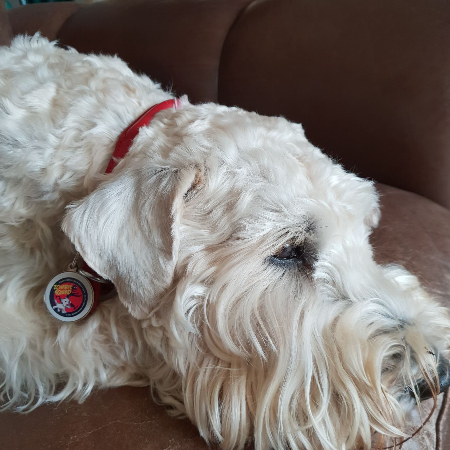 Customer photo review of Zombie Squad Red Pet ID Tag