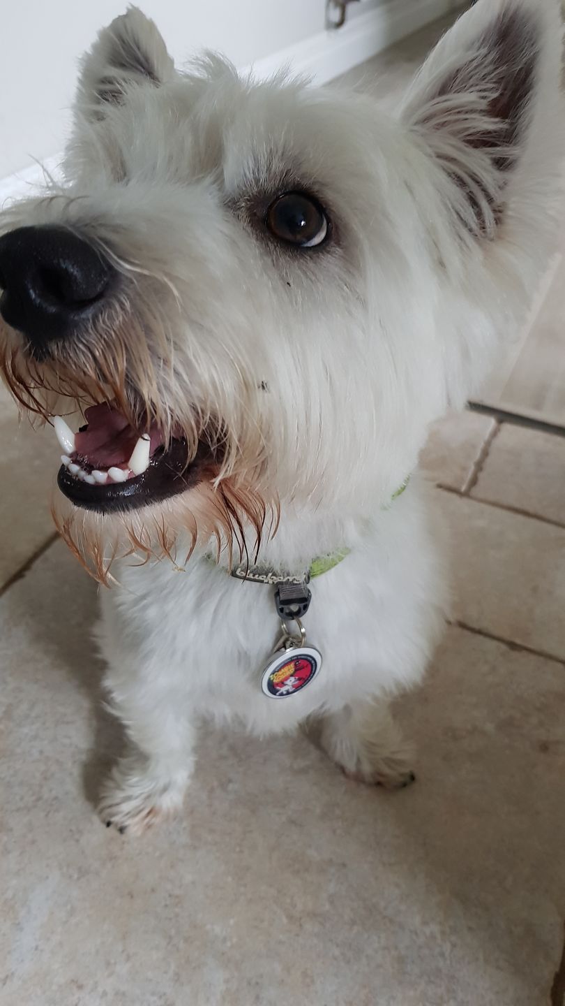 Customer photo review of Zombie Squad Red Pet ID Tag