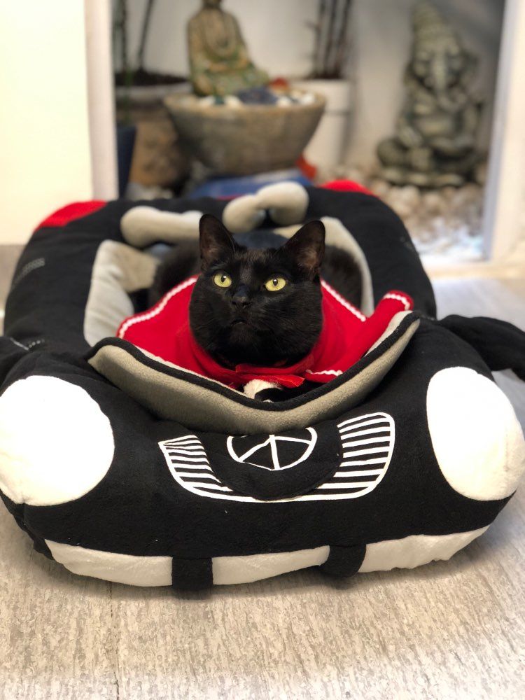 Customer photo review of Furcedes Sports Car Bed