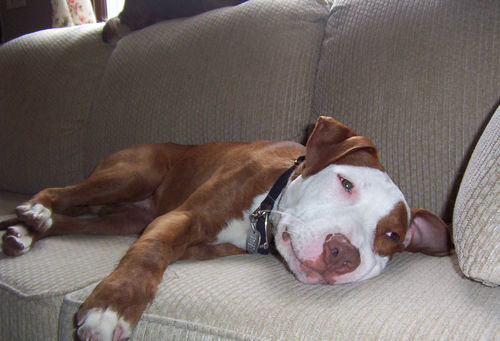 stuffnice anti barking