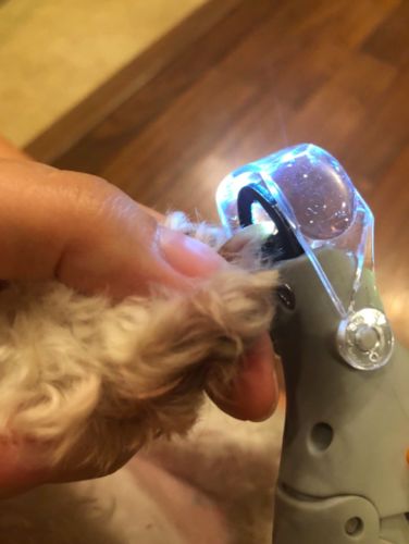 magic nails pets cutter