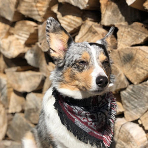 bark ranger bandana