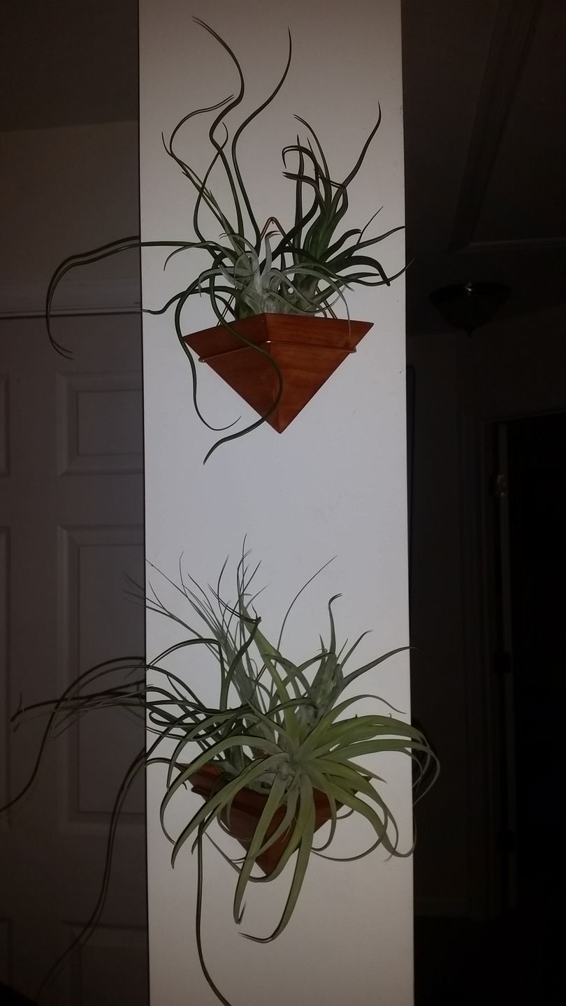 Customer photo review of X Betty  (xerographica x brachycaulos)  *Cannot Be Shipped Internationally*