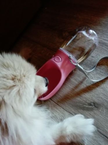 goodbarks dental stick