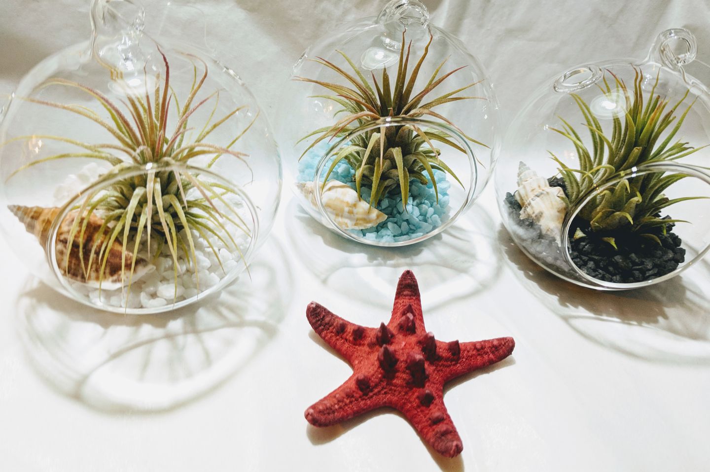 Customer photo review of Ionantha Guatemala