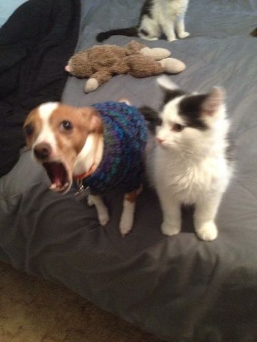 litter locker cat mat reviews