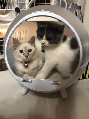 capsule cat carrier