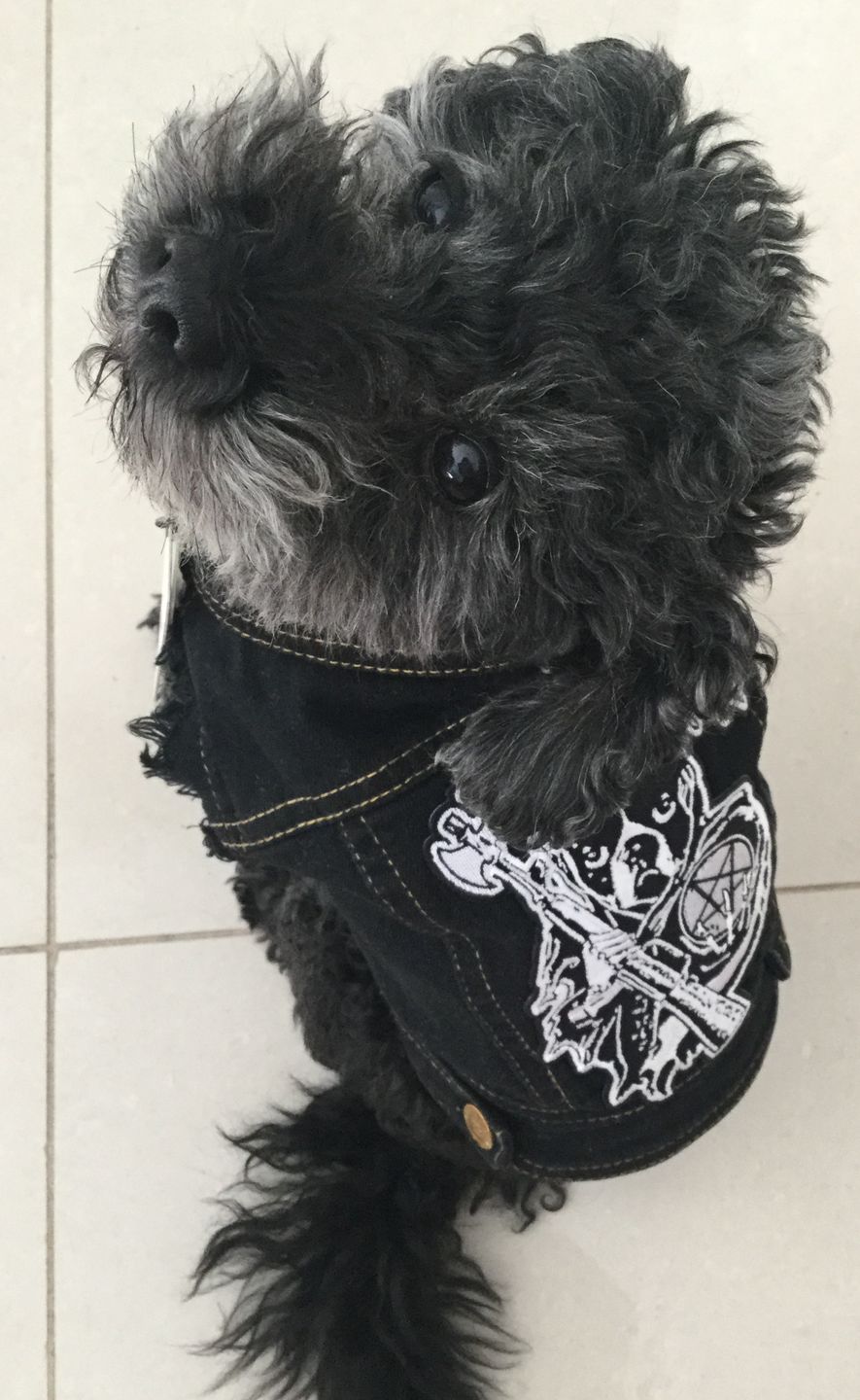 Customer photo review of SALE - OLD STOCK Sherpa Lined Denim Dog Vest