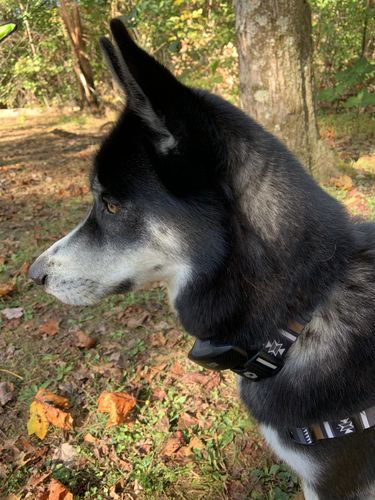 loki wolf dog collar