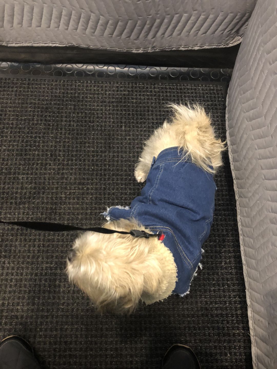 Customer photo review of SALE - OLD STOCK Sherpa Lined Denim Dog Vest