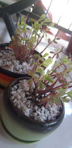 Review photo 1 by Donnavi A.