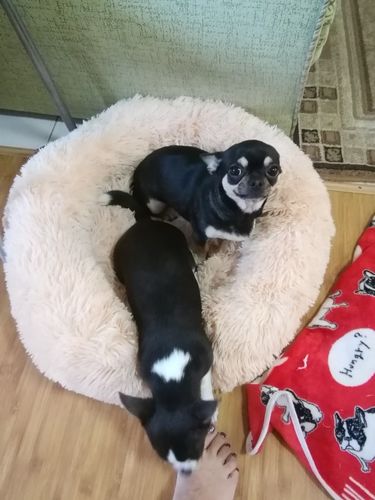Coussin Anti Stress Pour Chien Chat Original Piloute