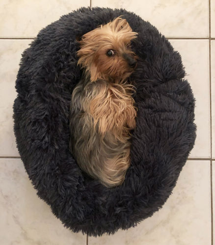 Coussin Anti Stress Pour Chien Chat Original Piloute