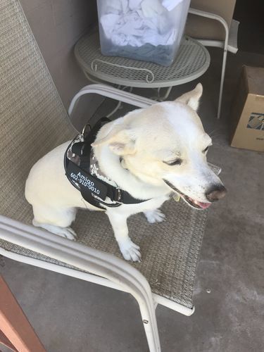 granteva dog harness