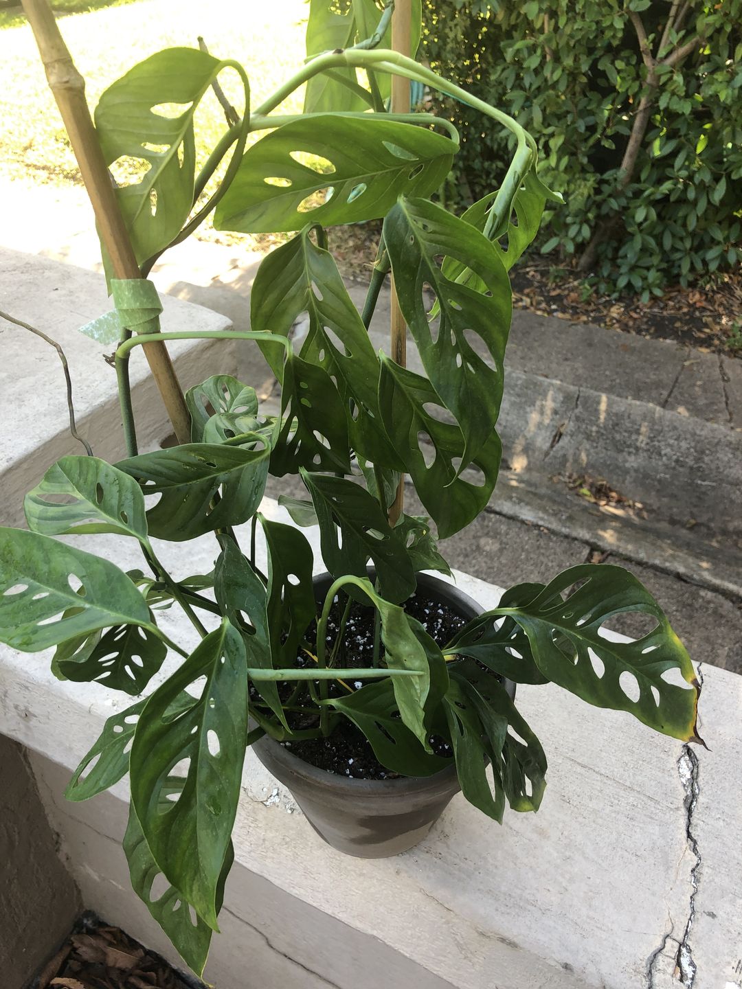 Customer photo review of 4" Monstera Adansonii (Narrow Leaf)