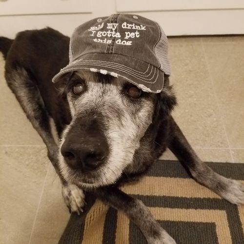 Hold My Drink-I Gotta Pet This Dog Mens Long Sleeve Crew Neck Pullover