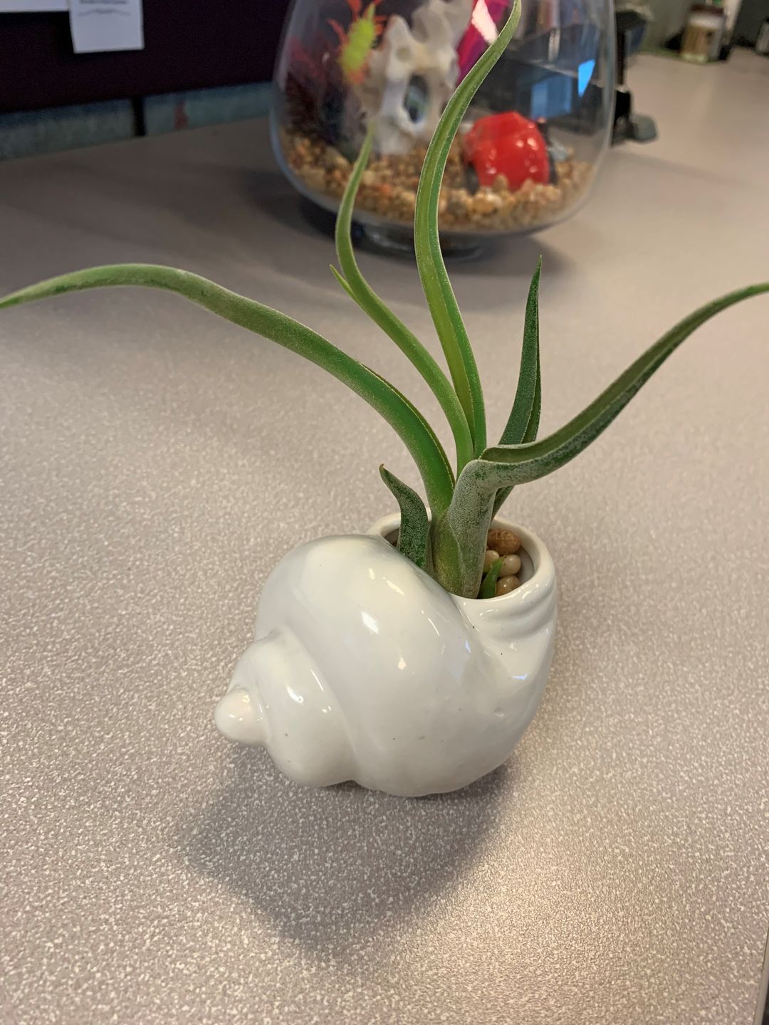 Customer photo review of Bulbosa