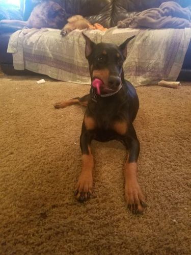 large dog pacifier toy