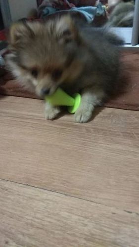 large dog pacifier toy