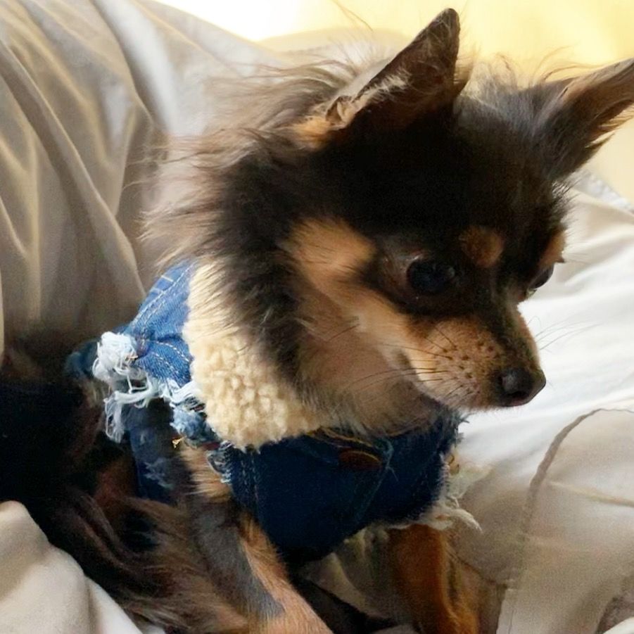 Customer photo review of SALE - OLD STOCK Sherpa Lined Denim Dog Vest