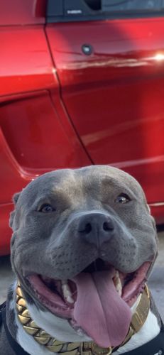 big dog chains review