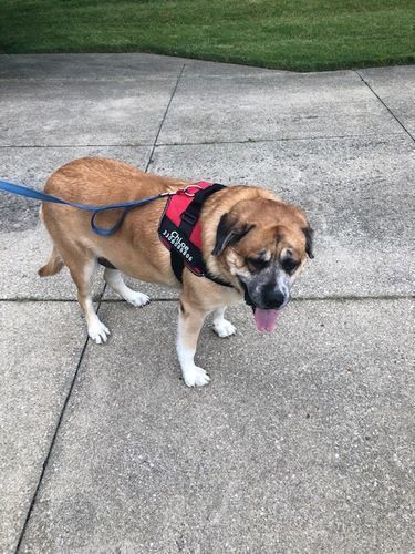 luxbunch dog harness