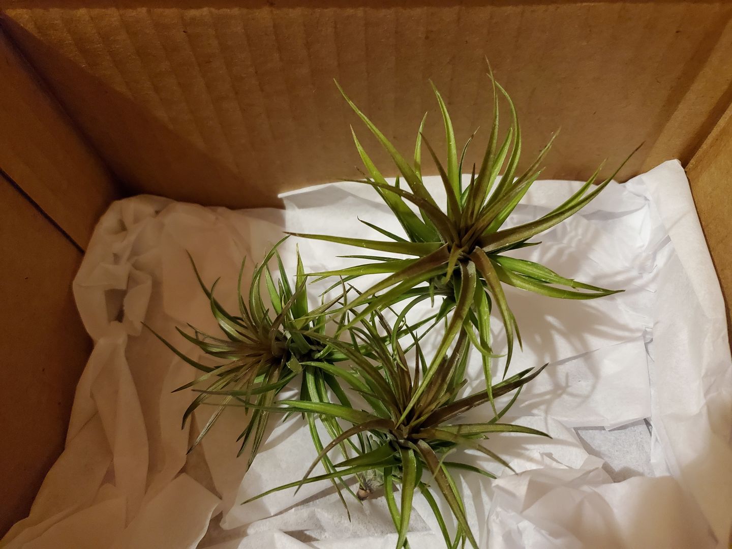 Customer photo review of Tenuifolia Purple Fan